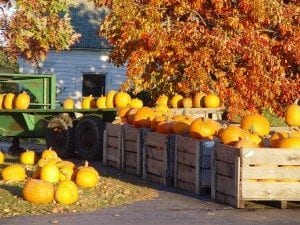 Seasonal Cooking With Kerin autumnal vegatables