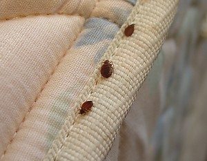 bed bugs in bed 
