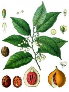 Nutmeg and mace in the pericarp fruit