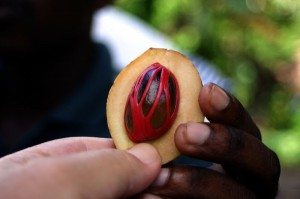 Nutmeg and Mace in the pericarp fruit