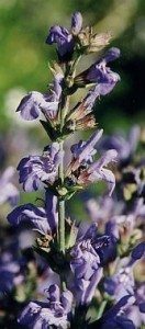 sage salvia