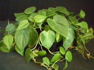 Heartleaf philodendron