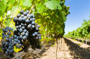 organic certified wine sulfites 