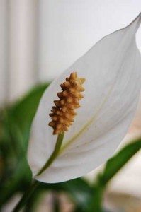healthy green design, indoor air quality, air pollution, ozone, voc, peace lily