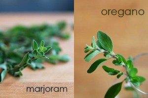 oregano_marjoram_herbs_differentiate