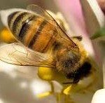 Bees Harvesting Honey