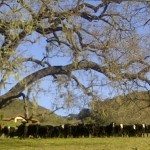 The California Rangeland Trust is preserving western heritage, habitats, and land