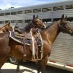 The finest horses in the valley thanks to J and Peter. Calm, mindful, and easy to ride. Photo credit courtesy of LuxEcoLiving Media Group