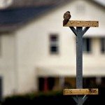 An American Kestrel takes up a position atop one of the perches at the Lime Ridge Recreation area which backs up to a residential commnity in Concord. Contra Costa County Department of Agriculture has installed 20 raptor perches at three different parks throughout the area in Walnut Creek and Concord, Ca. The department hopes that the birds will help control the squirrel population that damages property with their burrows. Photo: Michael Macor, The Chronicle 