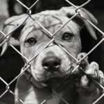 dog_puppy_in_shelter_cage_270x224