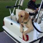 Journey foul play golf cart