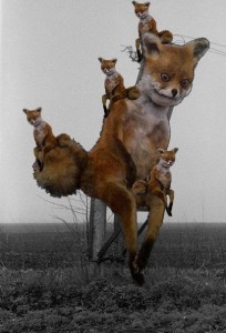 “Stoned Fox”— the mascot of Nastasya’s sarcastic online community in the Russian social network Vkontakte
