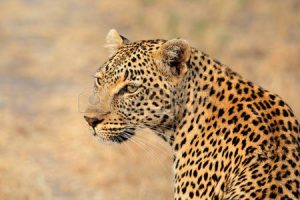 30778390-portrait-of-a-leopard-panthera-pardus--sabie-sand-nature-reserve-south-africa