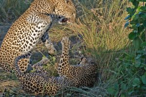 Leopards-mating-at-LBC-6