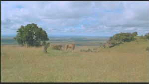 lions-on-Denys-Finch-Hattons-grave-511x288